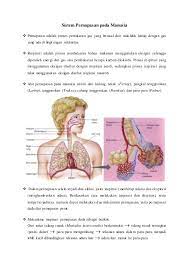 Ada pada trimester i 3) nyeri perut : Anatomi Fisiologi Manusia