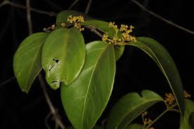 Image result for Hippocratea indica