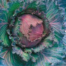 There are dozens of different varieties to try, for every season plus early and late varieties depending on harvest time. Cabbage January King 3 Seeds From Mr Fothergill S Seeds And Plants
