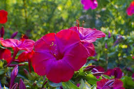 Use these flowers that attract hummingbirds to create an amazing hummingbird habitat in your backyard. 37 Flowers That Attract Hummingbirds To Keep In Your Homestead Clock Flower How To Attract Hummingbirds Hummingbird Plants