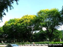 Image result for Pterocarpus indicus