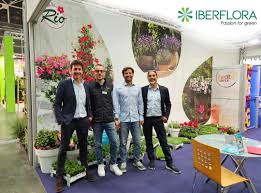 Image result for dipladenie hybrida rio obrázek