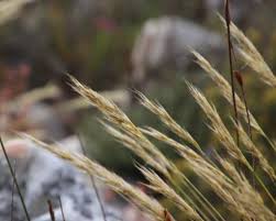 Image result for Pentameris