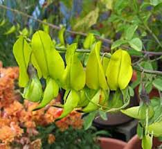 Image result for Crotalaria insignis