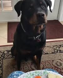 'Esse siiiim hmmmmm... esse não '..#cachorrocomendo #rottweiler  #rottweilerfilhote #cachorros #videosdecachorro #cao #videosaninados  #videosbobos