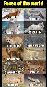 Verschiedene Fuchsarten Cutefox Verschiedene Fuchsarten Pet Fox Animals Wild Animals Beautiful