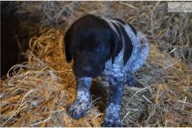 Hi gsp family, my name is boone! German Shorthaired Pointer For Sale Gsp Puppies Pointer Puppies German Shorthaired Pointer