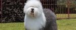 Old English Sheepdog Dog Breed Information and Pictures