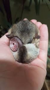 our mountain pygmy possums are waking up this week from their 2 degree 5 month winter hibernation their t cute animals australian animals australian wildlife