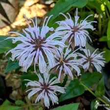 Image result for Streptocarpus montis-bingae