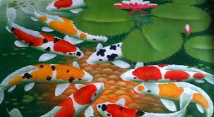 Saudara dekat ikan mas ini b. Beberapa Tips Cara Budidaya Ikan Koi Yang Baik Dan Benar Garnesia Com