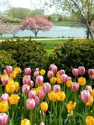 Selep Imaging Blog Chicago Botanic Garden Chicago Botanic Garden Botanical Gardens Amazing Gardens