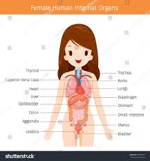 The internal parts of female sexual anatomy (or what's typically referred to as female) include: Umed FÄƒrÄƒ Sfarsit A Lua Legatura Female Body Organs Bulferetti Snet Com