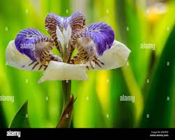 Image result for Neomarica northiana