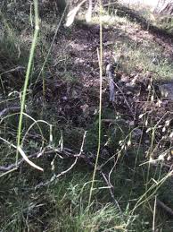 Image result for Avenella flexuosa