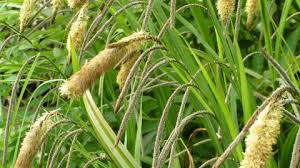 Meaning of sedge in english. Pendulous Sedge The Wildlife Trusts