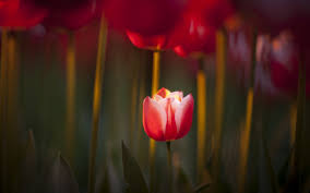 Image result for spring nature photos