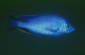 Image result for Oxyrhachis