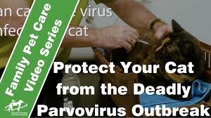 Cats shed roundworm eggs in their poop. Protect Your Cat From Parvovirus Companion Animal Vets Youtube
