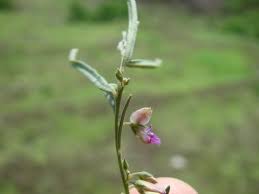 Image result for Polygala erioptera