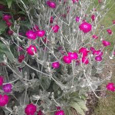 (l.) clairv.), auch kranzlichtnelke und vexiernelke genannt, ist eine pflanzenart innerhalb der familie der nelkengewächse (caryophyllaceae). Kronen Lichtnelke Lychnis Coronaria
