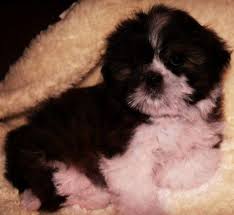Check spelling or type a new query. Teacup Teddy Bear Dog For Sale
