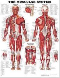 The Muscular System Anatomical Chart Anatomical Chart