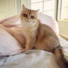 Welcome to my official website! Meet Pumpkin The Cutest Black Golden Ticked British Shorthair Cat
