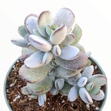 Image result for Cotyledon orbiculata