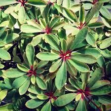 Image result for Euphorbia transvaalensis