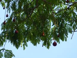 Image result for Parkia