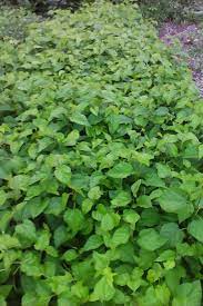 Red mulberry is similar to its relatives, white and black mulberry red mulberry trees prefer full sun, but will tolerate partial shade. Propagating Mulberry Trees Twisted Tree Farm
