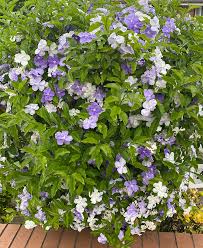 Image result for Brunfelsia australis