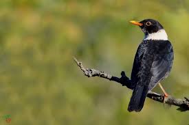 Black Bird With Black Beak White Collared Blackbird Black Bird Animals Wildlife