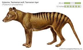 Benjamin The Thylacine Thylacine Tasmanian Tiger Tasmanian
