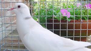 Maybe you would like to learn more about one of these? Mitos Burung Puter Putih Mata Merah Benarkah Bisa Bawa Rezeki