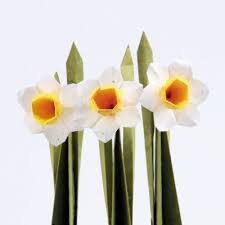 Origami Maniacs Origami Daffodil Narcissus Assia Brill Origami Flowers Tutorial Paper Flower Arrangements Origami