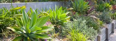 Build a backyard paradise or create an outdoor oasis! Low Garden Maintenance Design Ideas For The Yard Lendlease Communities