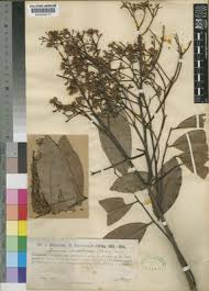 Image result for Lovoa swynnertonii