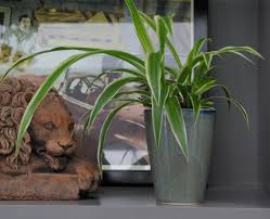 Image result for Chlorophytum nyasae