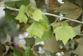 Moon valley nurseries has a wide selection of fast growing trees to choose from. Fast Growing Trees