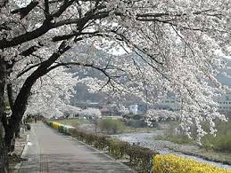 Walaupun negara kita tidak mempunyai bunga sakura, tetapi bunga tekoma tetap. Dreaming Shesakura187 S Blog