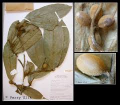 Image result for Uvaria acuminata