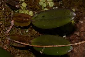 Image result for Bulbophyllum encephalodes