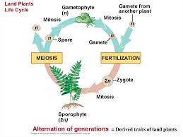 The cell cycle is the series of events that takes place in a cell that results in dna replication and cell division. Plant Diversity I How Plants Colonized Land Prezentaciya Onlajn