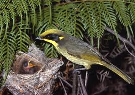 We did not find results for: Yellow Tufted Honeyeater The Australian Museum