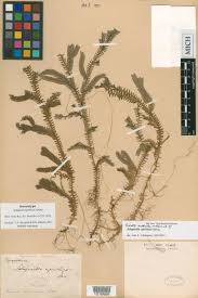 Image result for Selaginella goudotiana