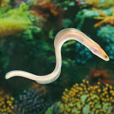Golden Dwarf Moray Eel Eels Saltwater Saltwater Aquarium Tanks Moray Eel Salt Water Fish
