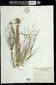 Image result for Eragrostis gummiflua