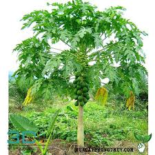 Cool 52 Papaya Tree 3dsmax File Free Download Download Here Http 3dmili Com Decoration Tree 52 Papaya Tree 3dsmax File Free Download H Kebun Tanaman Pepaya